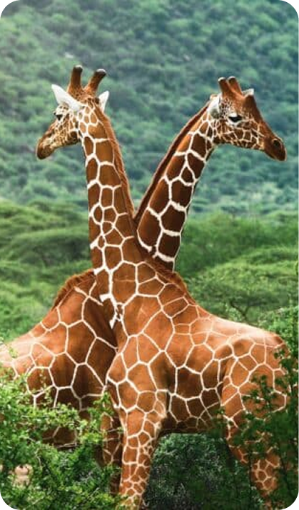 Safari Vehicle